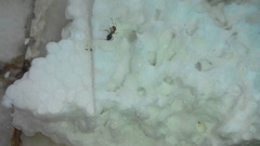 Formicidae