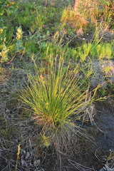 Carex cespitosa