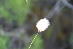 Eriophorum brachyantherum