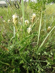 Astragalus austrosibiricus