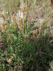 Astragalus austrosibiricus
