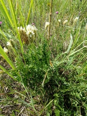 Astragalus austrosibiricus