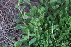 Polygonum aviculare