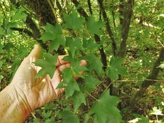 Acer leucoderme
