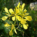 White Mustard - Photo (c) Ava Babili, some rights reserved (CC BY-NC-ND)