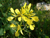 White Mustard - Photo (c) Ava Babili, some rights reserved (CC BY-NC-ND)