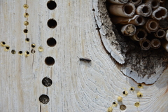 Sapygina decemguttata