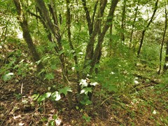 Acer leucoderme