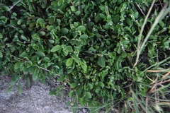 Polygonum aviculare