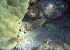 Pycnochromis vanderbilti