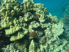 Pycnochromis pacifica