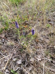 Veronica porphyriana
