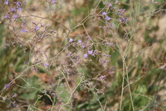 Limonium meyeri