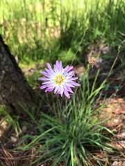 Pinaropappus spathulatus