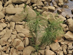 Amsonia hubrichtii