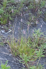 Alopecurus pratensis