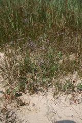 Limonium meyeri