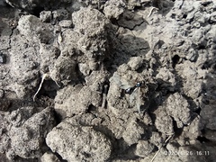 Formicinae