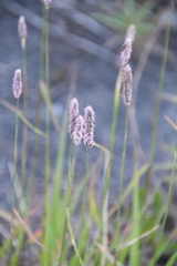 Alopecurus pratensis