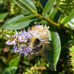 Bombus