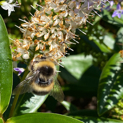 Bombus
