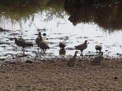 Pterocles gutturalis