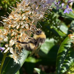 Bombus