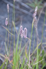 Alopecurus pratensis