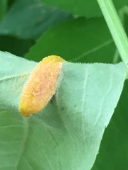 Puccinia sambuci
