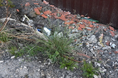 Puccinellia sibirica