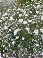 Gypsophila repens