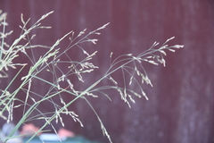 Puccinellia sibirica