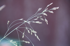 Puccinellia sibirica