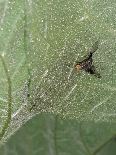 Spectacled Berry Fly, 3515 BE Utrecht, Nederland, photo 8 of 10