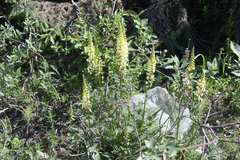 Pedicularis incarnata