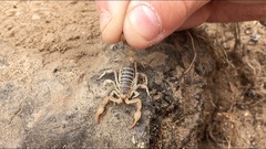 Paruroctonus maritimus