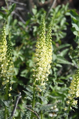 Pedicularis incarnata