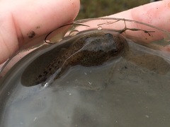 Lithobates sphenocephalus