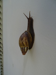Lissachatina fulica