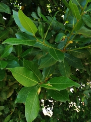 Laurus nobilis