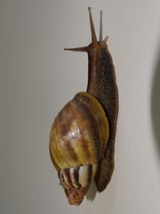 Lissachatina fulica