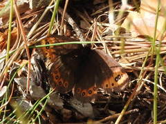 Erebia triarius