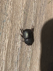 Euetheola