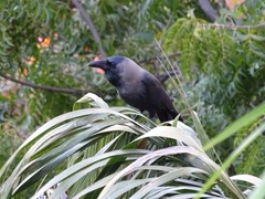 Corvus splendens