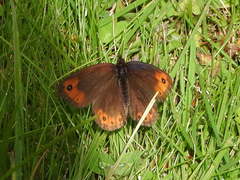 Erebia triarius