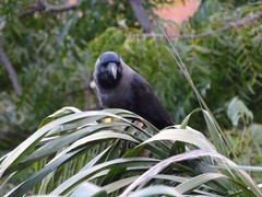 Corvus splendens