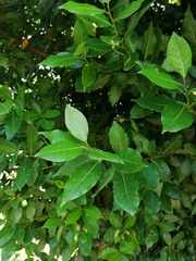Laurus nobilis