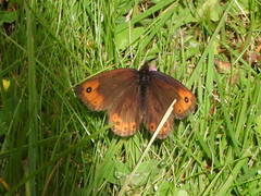 Erebia triarius