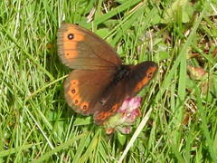 Erebia triarius