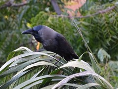 Corvus splendens